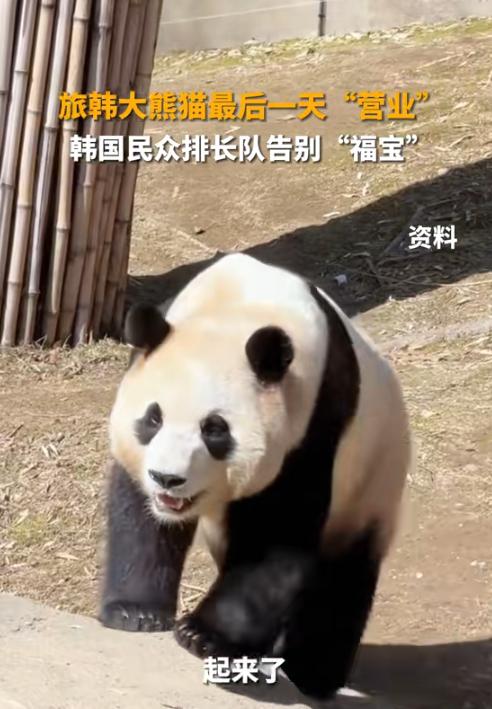 大熊猫“福宝”即将回国!姜爷爷和宋爷爷哭成泪人,粉丝排队